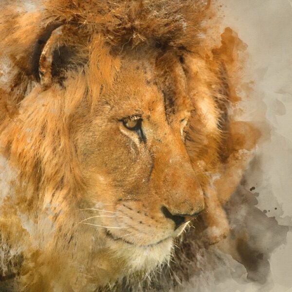Poster XXL Tête de lion
