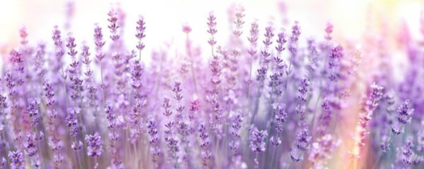 Peinture murale Lavande en fleurs