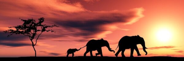 Poster XXL Famille d'éléphants
