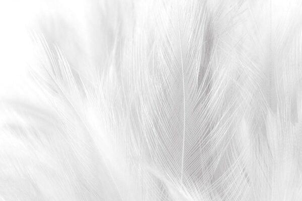 Peinture murale Légèreté des plumes