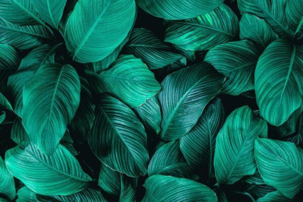 Peinture murale Feuille Verte Mer
