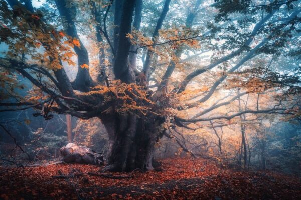 Poster XXL Arbre magique