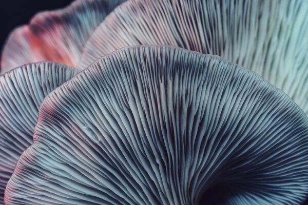 Peinture murale Champignons lamellaires