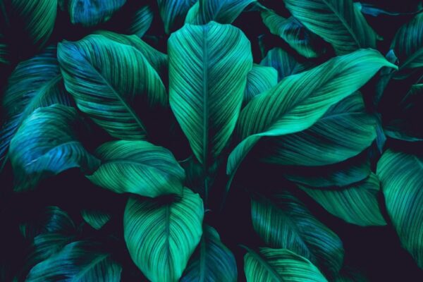 Poster XXL Grandes Feuilles