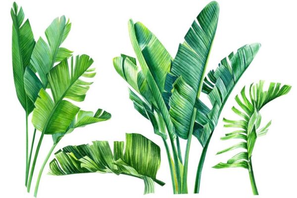 Peinture murale Feuilles de la jungle