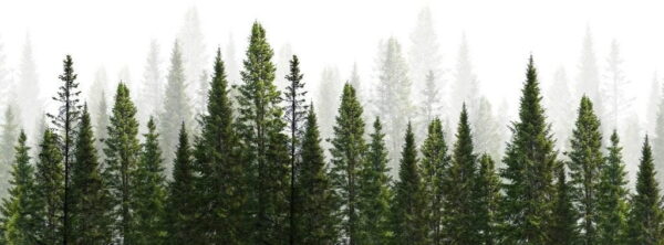 Poster XXL Arbres hauts