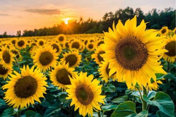 Peinture murale Champs de tournesols