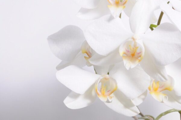 Papiers peints orchidée blanche