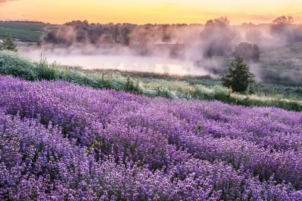 Poster XXL Colline violette