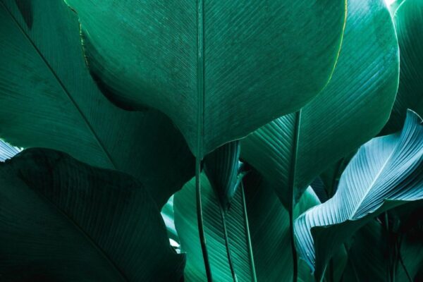 Peinture murale Feuilles puissantes