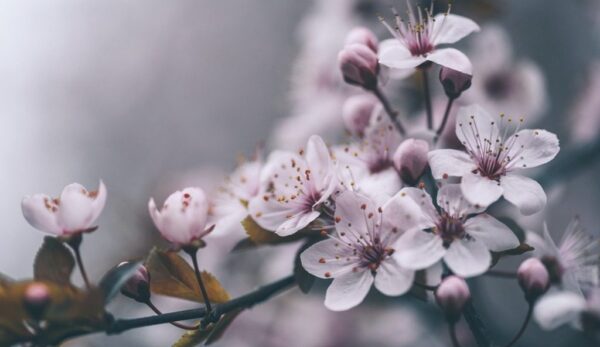 Peinture murale Blanc de printemps