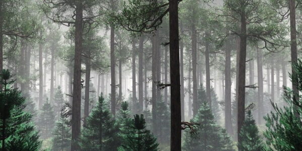 Poster XXL Arbres hauts