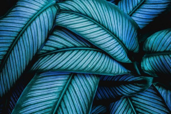 Peinture murale Feuilles bleues
