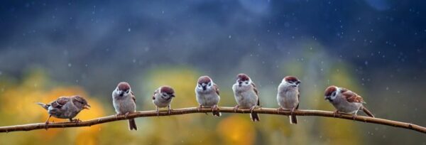 Poster XXL Petits oiseaux