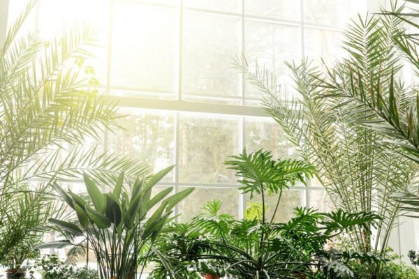 Poster XXL Jardin Botanique