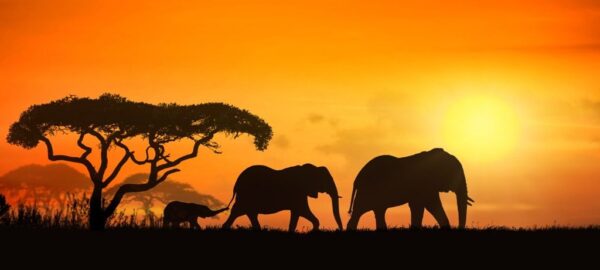 Poster XXL Famille d'éléphants