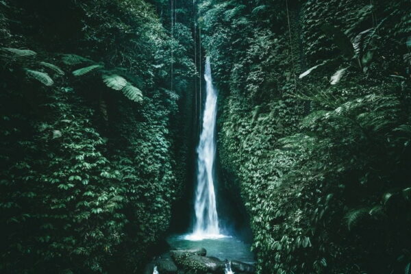 Peinture murale Cascade de la jungle