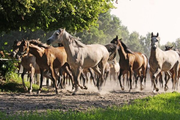 Peinture murale Chevaux dans le pâturage