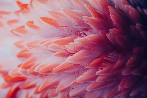 Peinture murale Plumes de flamant rose