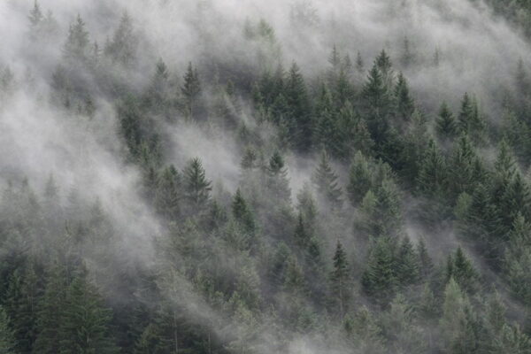 Peinture murale Brouillard errant