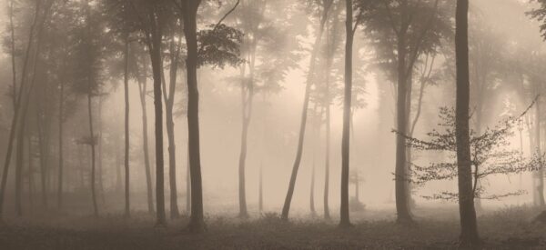 Poster XXL Brouillard Épais