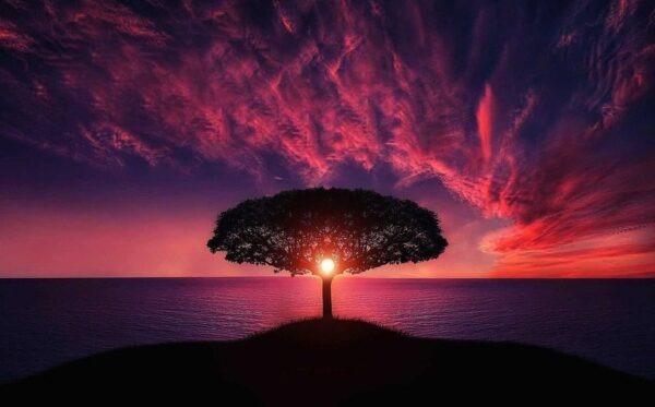 Poster XXL Arbre magique