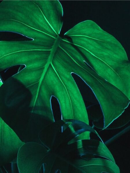 Peinture murale Feuille verte