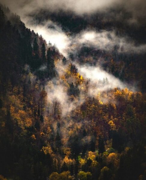 Peinture murale Brouillard d'automne