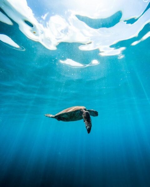Peinture murale Tortue dans l'océan