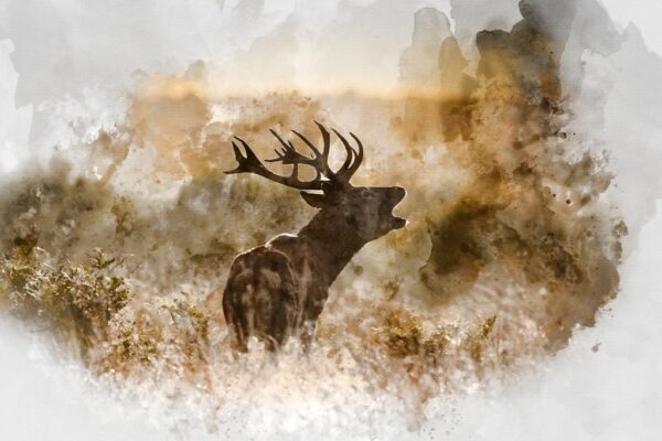Papiers peints cerf dans le rut