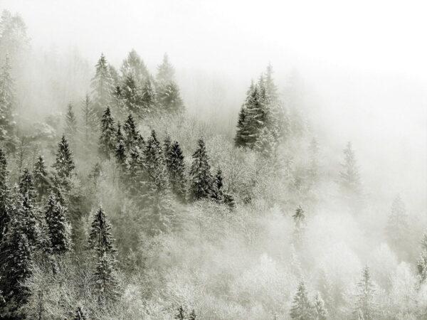 Peinture murale Brouillard et forêt