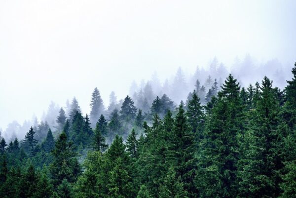 Peinture murale Cime des arbres dans la brume