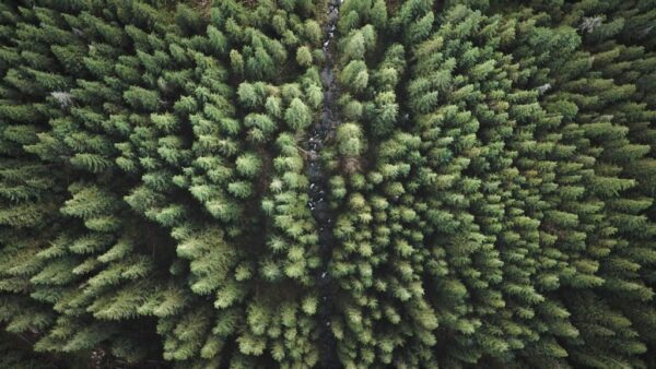 Poster XXL Cime des arbres