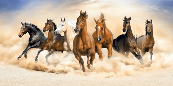 Poster XXL Sept Chevaux