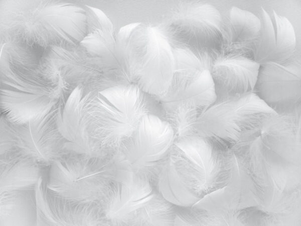 Sticker mural Plumes blanches