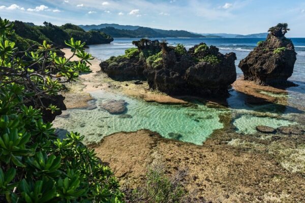 Peinture murale Naturel Vert