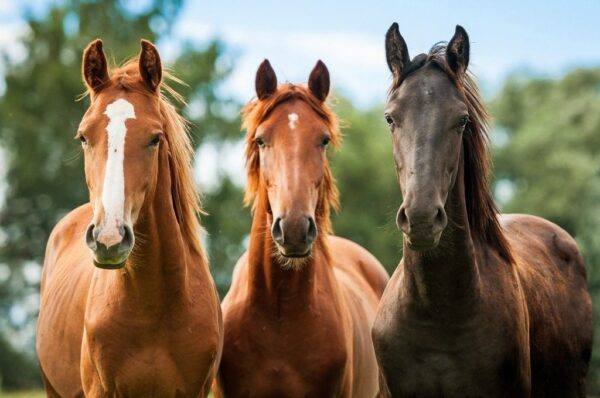 Poster XXL Chevaux
