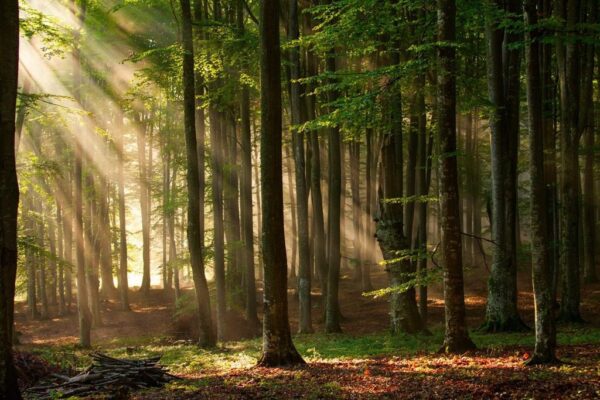 Papiers peints rayons de la forêt