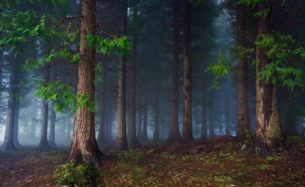 Peinture murale Forêt sombre