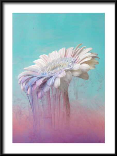 Affiche Gerbera blanc – Image 3