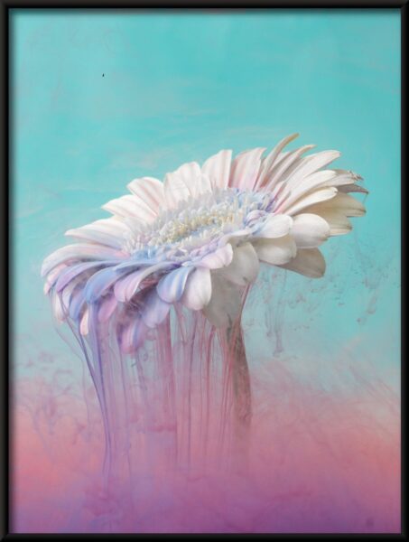 Affiche Gerbera blanc – Image 4