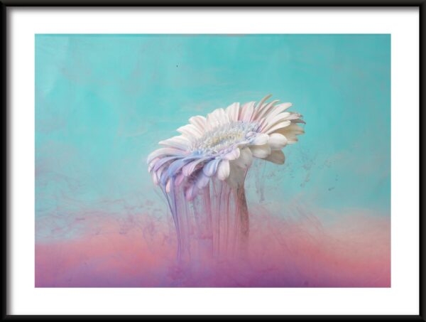 Affiche Gerbera blanc