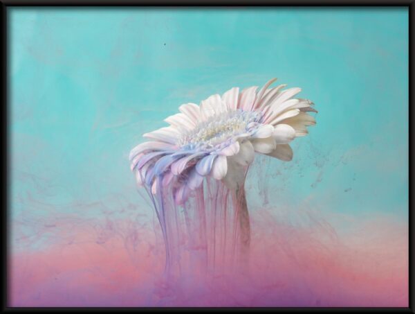 Affiche Gerbera blanc – Image 2