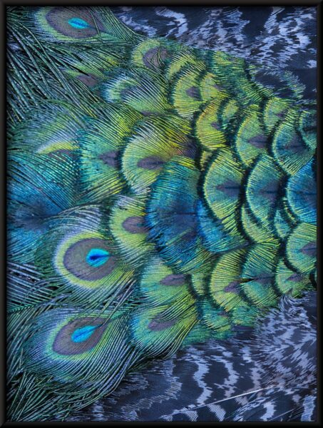 Affiche queue de paon – Image 4