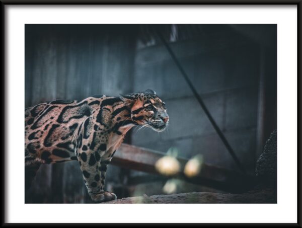 Affiche de chat sauvage