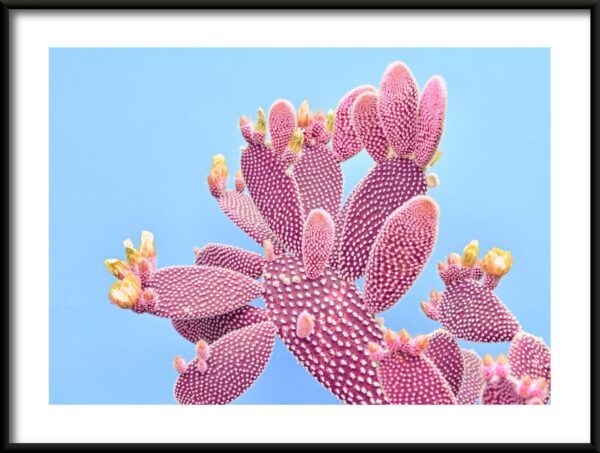 Cactus rose Poster
