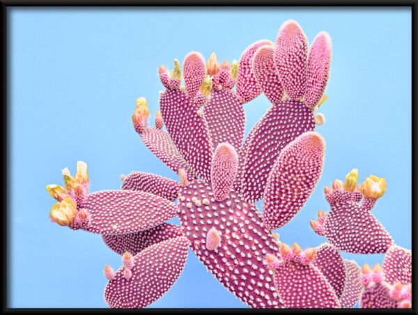 Cactus rose Poster – Image 2