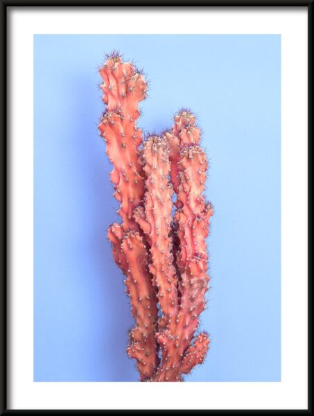 Cactus en flèche Poster – Image 3