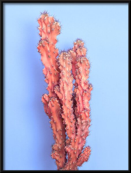 Cactus en flèche Poster – Image 4