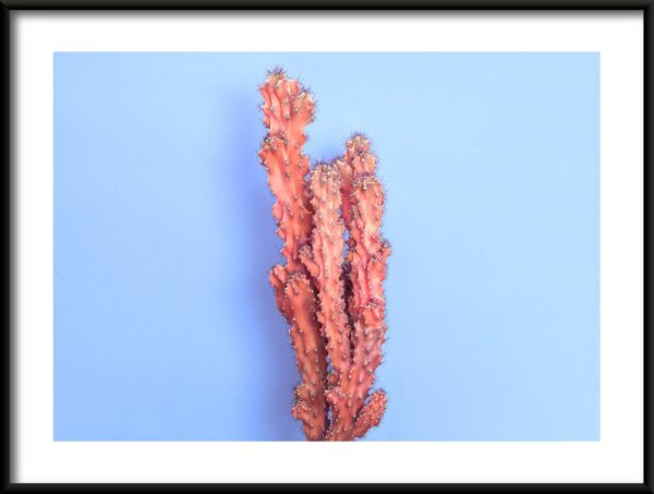 Cactus en flèche Poster
